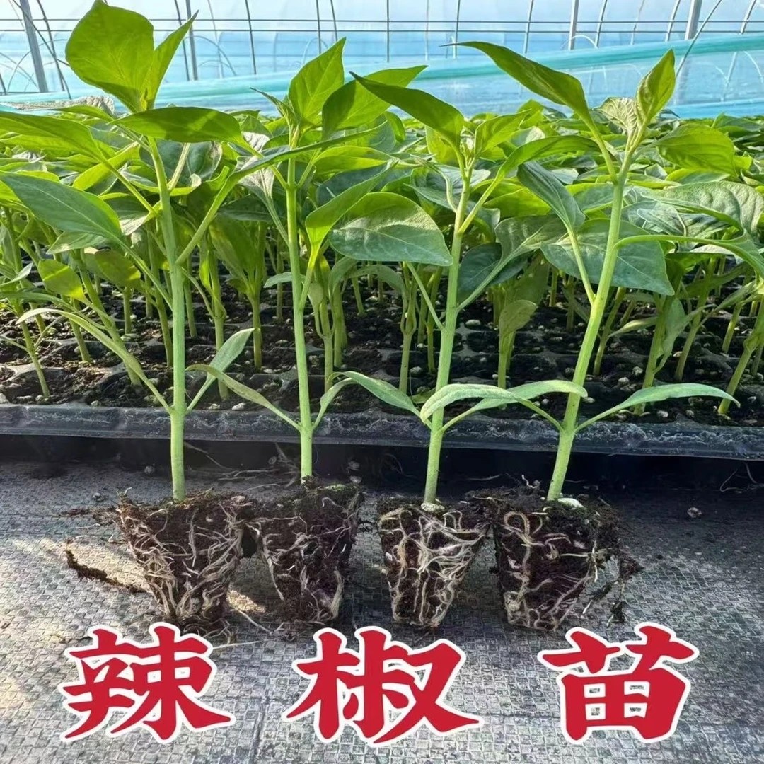 辣椒苗大全线椒薄皮椒甜椒螺丝椒杭椒美人朝天椒羊角尖椒四季种植