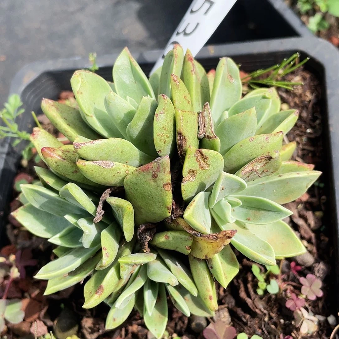 苹果叶老桩多头3536