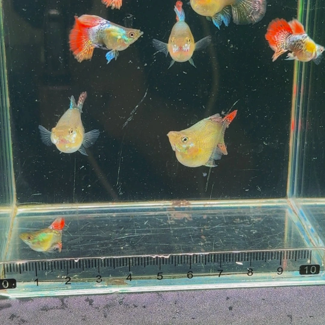 孔雀鱼七彩龙鳞球1对