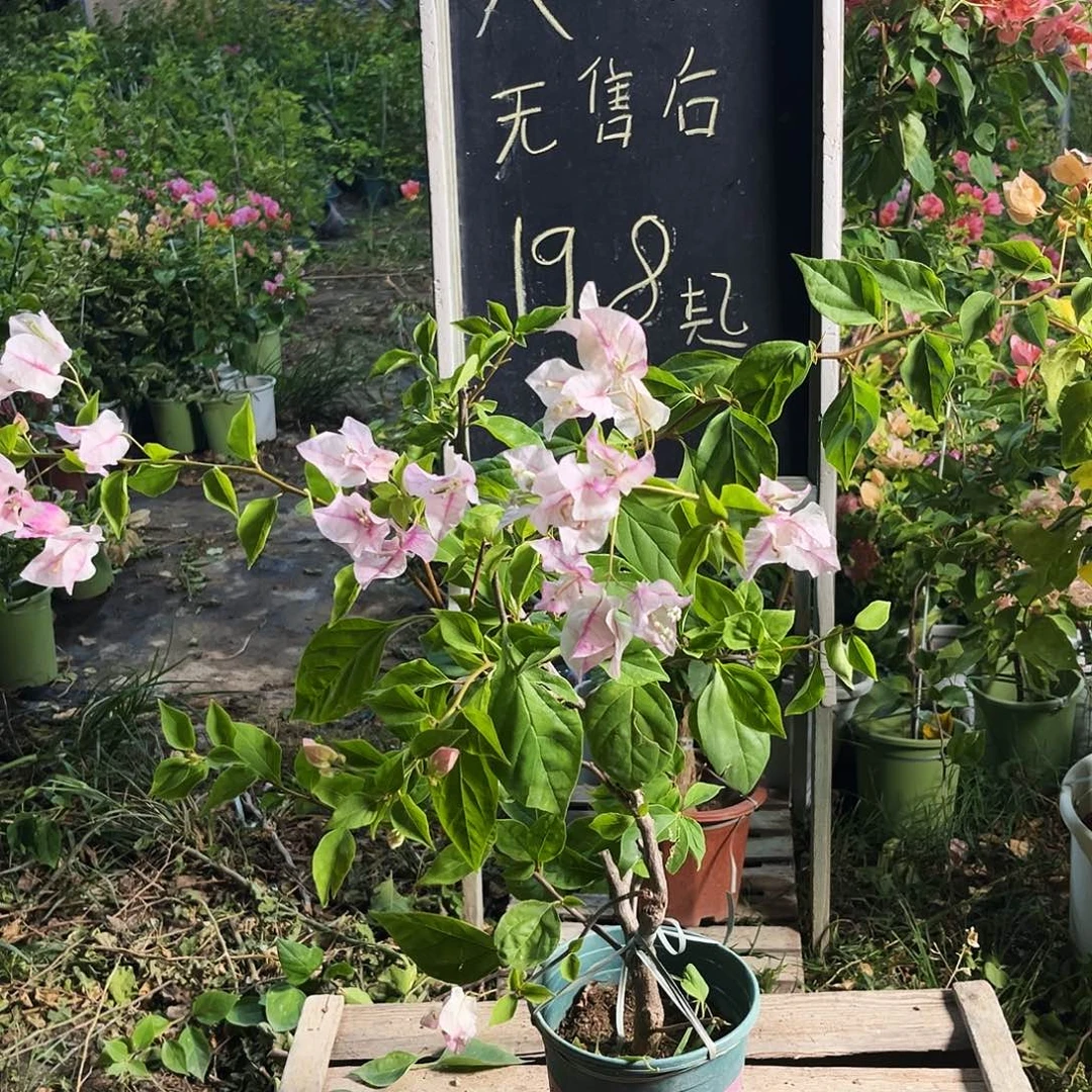 完全开放三角梅三角梅148