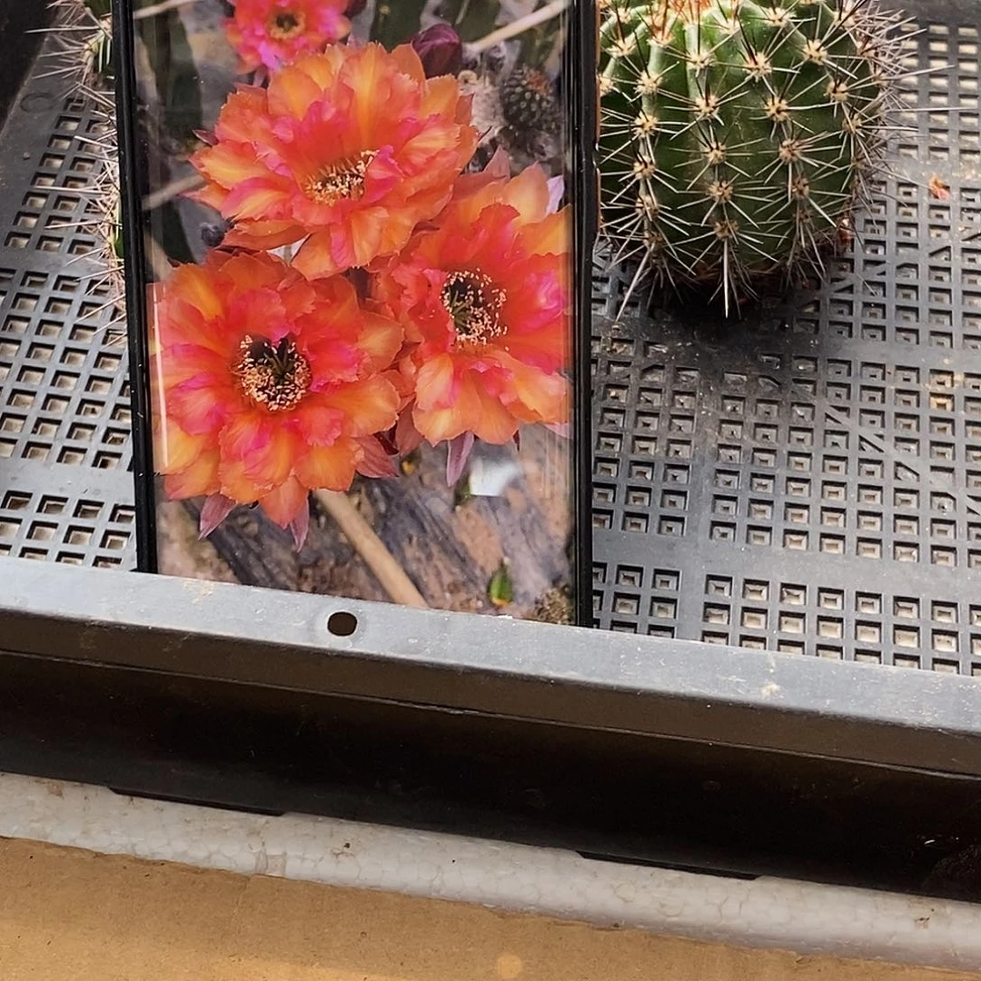 彩 桃花眼侧芽歪20包邮/5公分