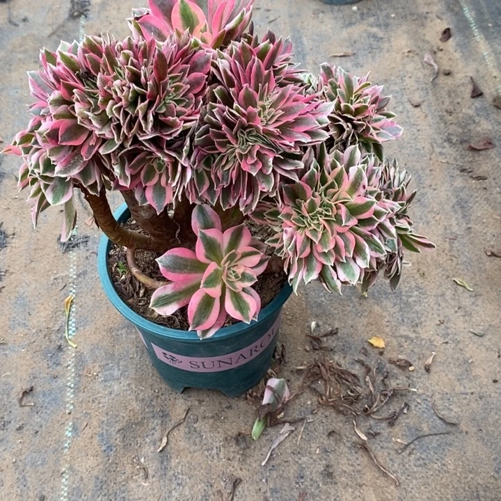 女巫缀有伤20多肉植物法师法师