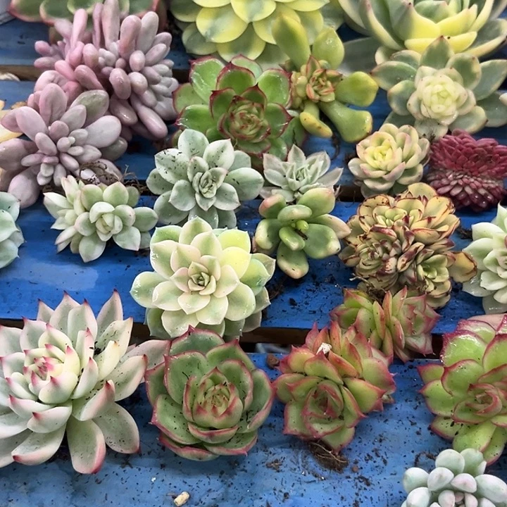 ****️3962白水晶锦炸多肉植物