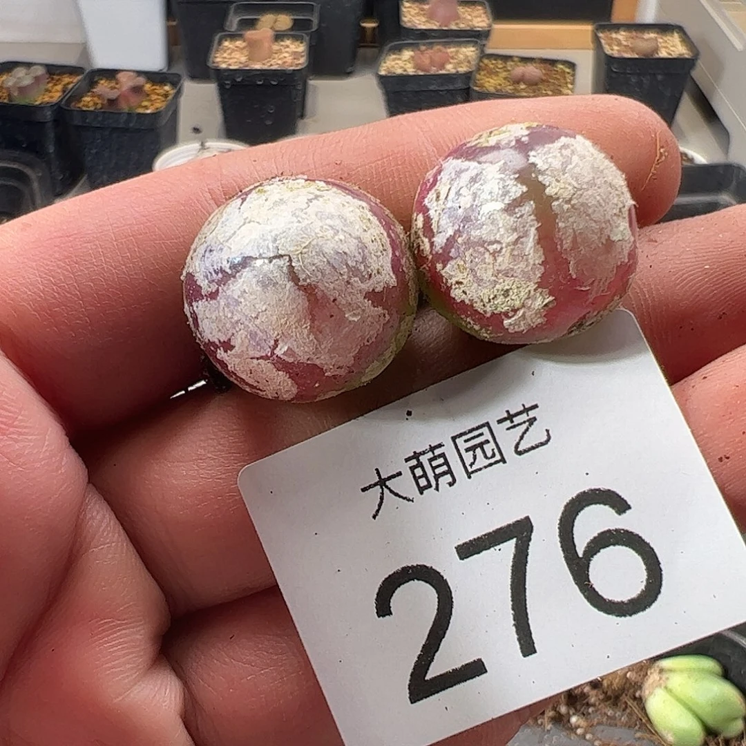 一物一拍。      276