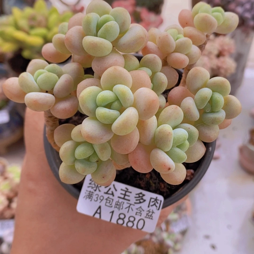 白奶糖老桩9cm1880多肉植物