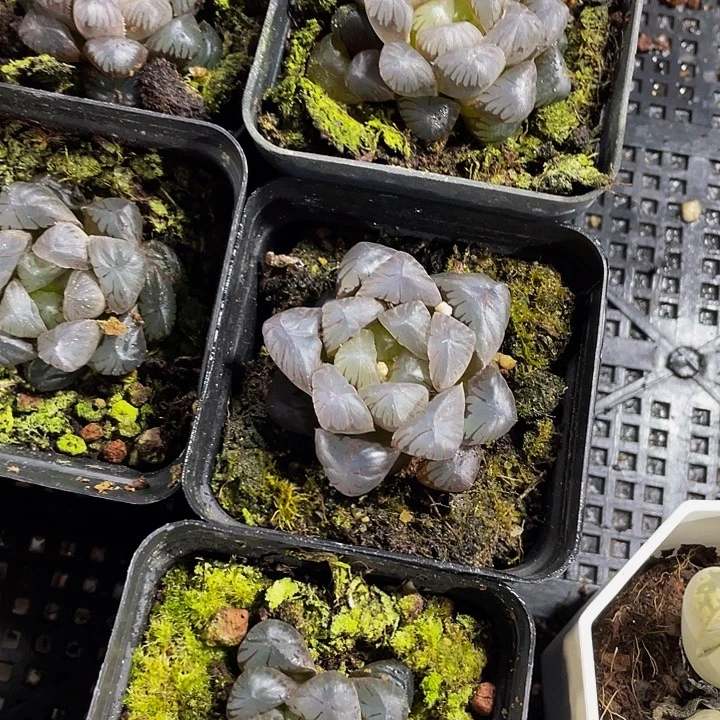 冰灯玉露带哦土发