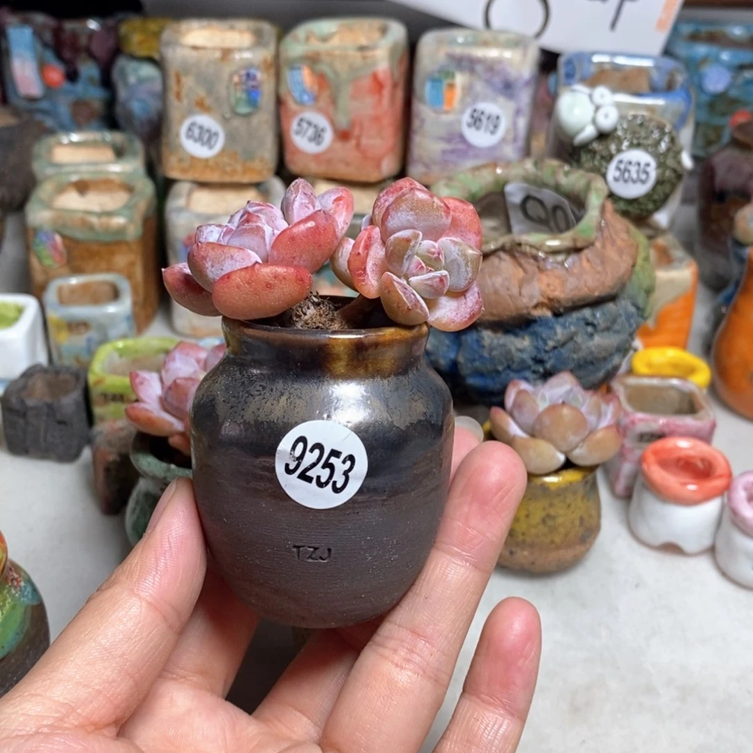 拍5送一个小礼物