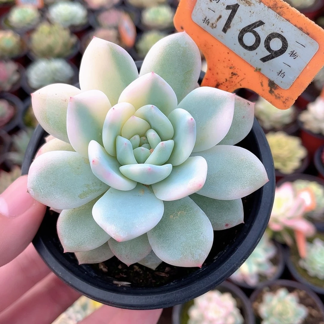 梦露锦169号多肉植物