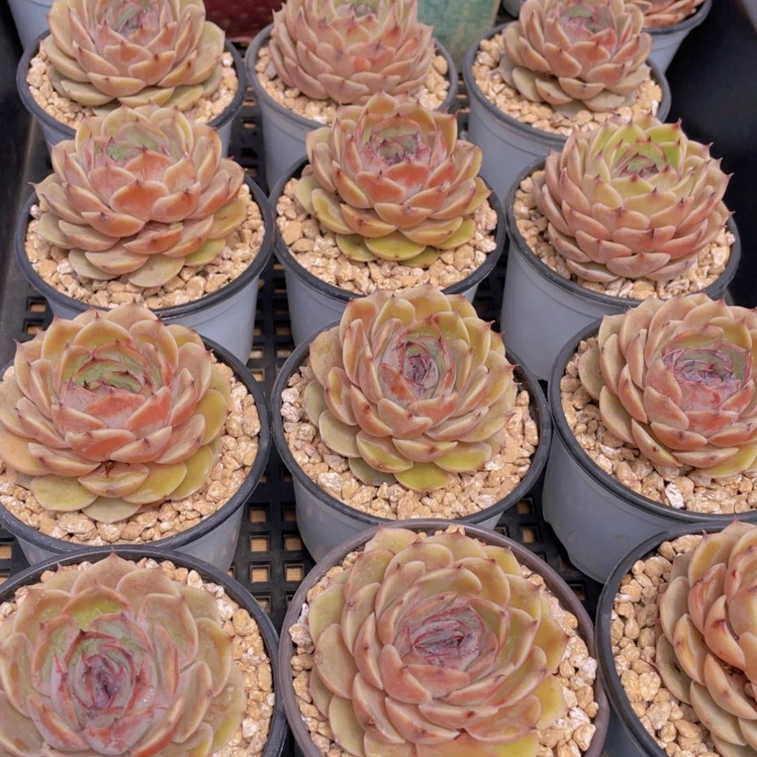 量拍40号 糖心昂斯诺大单头一个