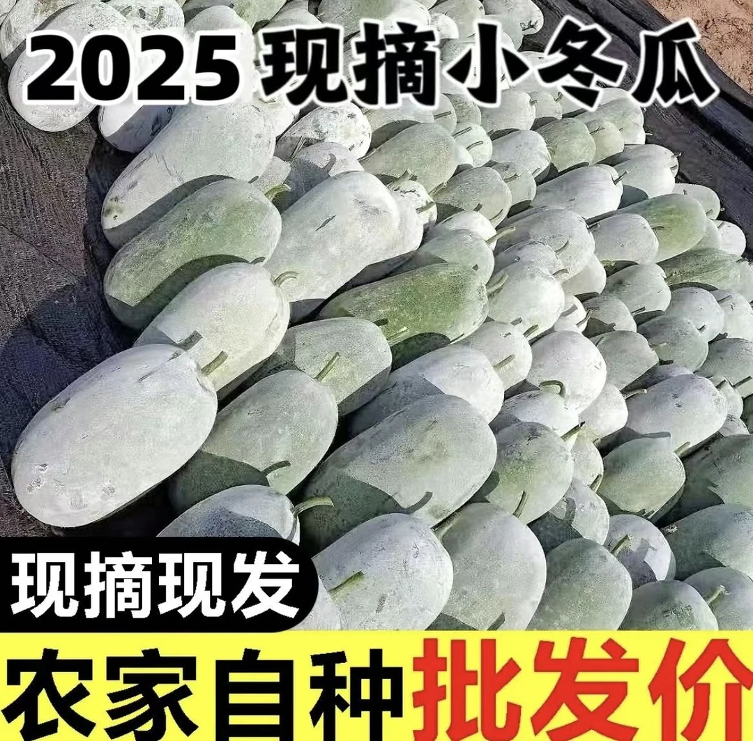 河南新鲜现摘水果小冬瓜可生吃凉拌炖菜当季蔬菜