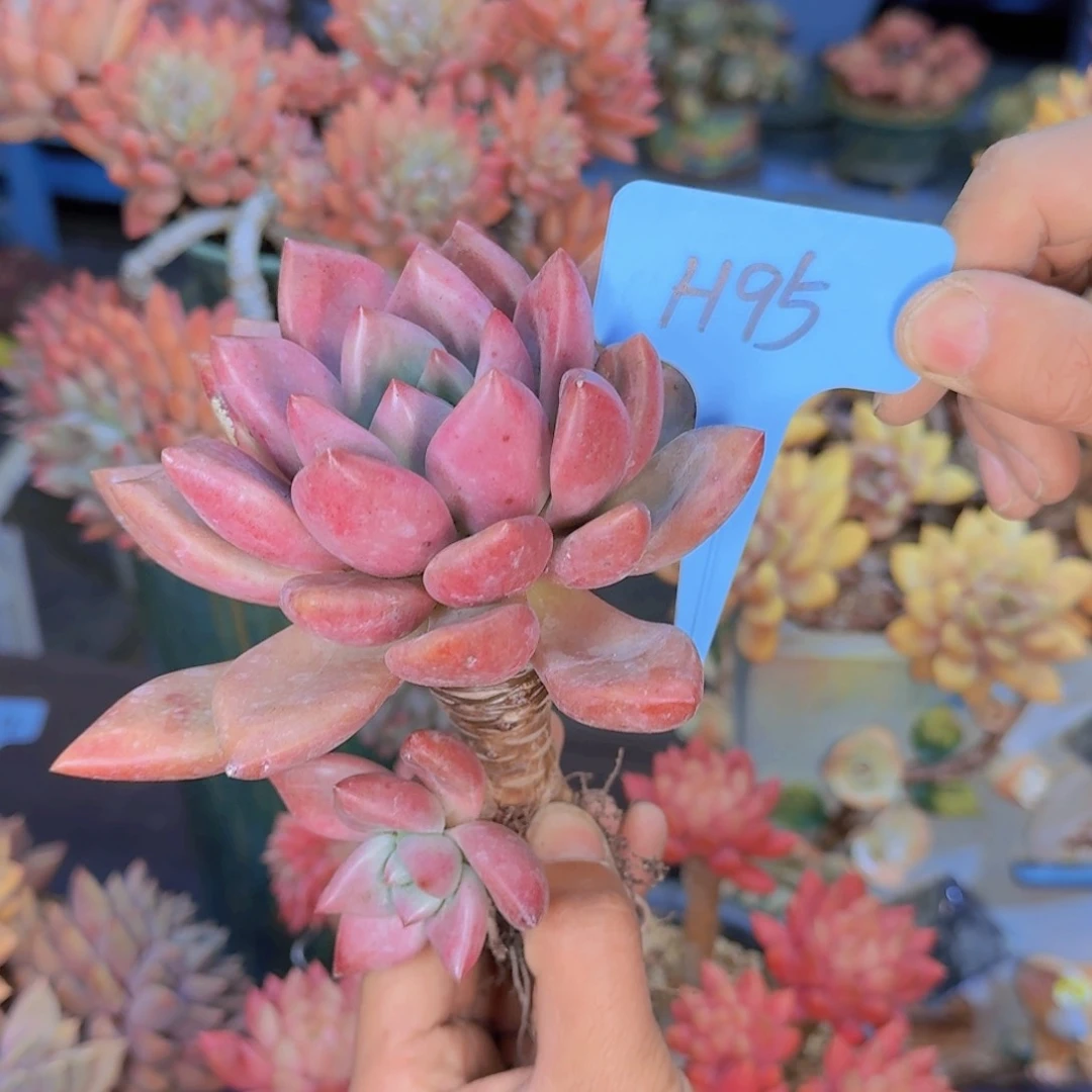 多肉植物的生长发育和