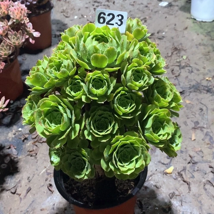 法师植物一物一拍623