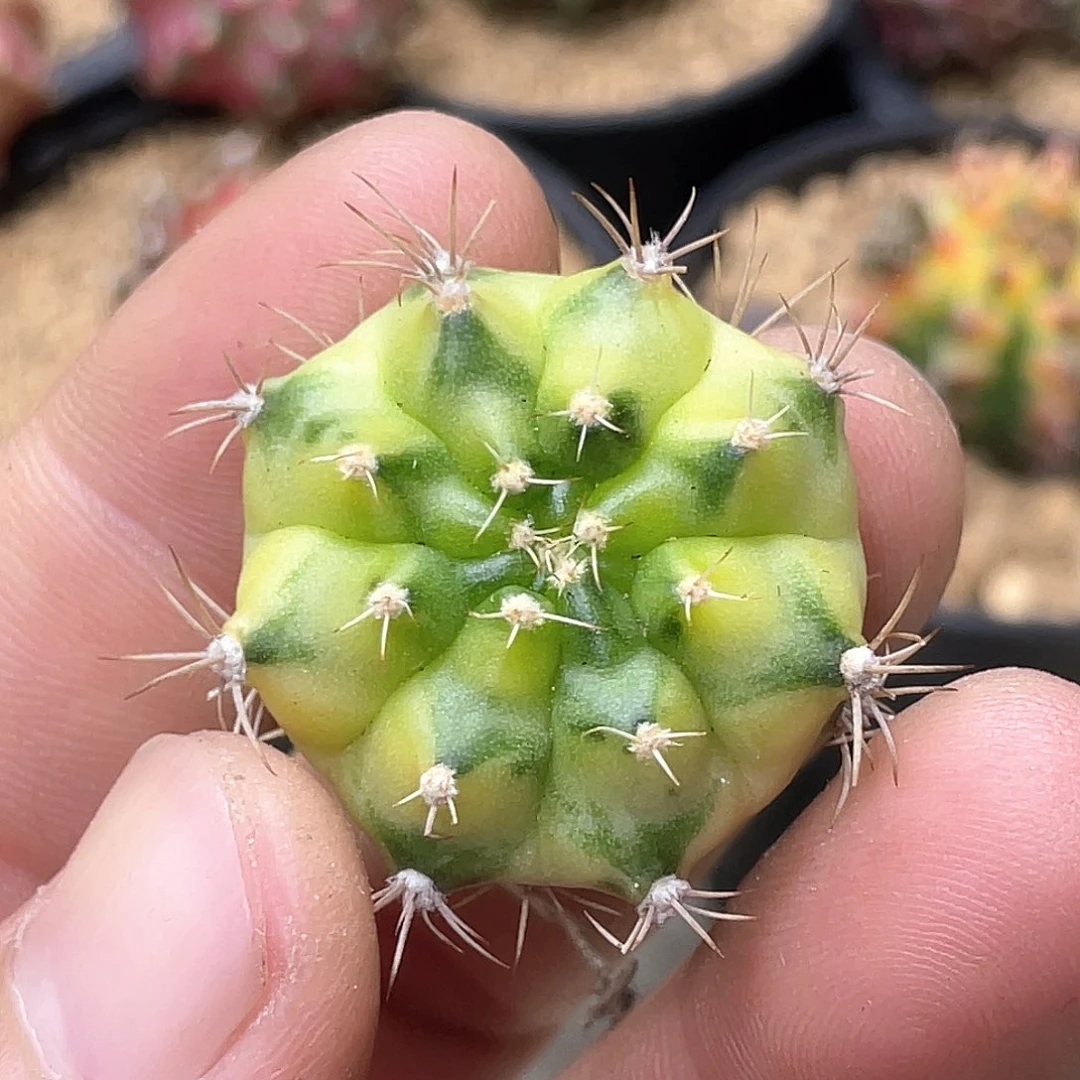 无花朵泰系名品侧，琥珀