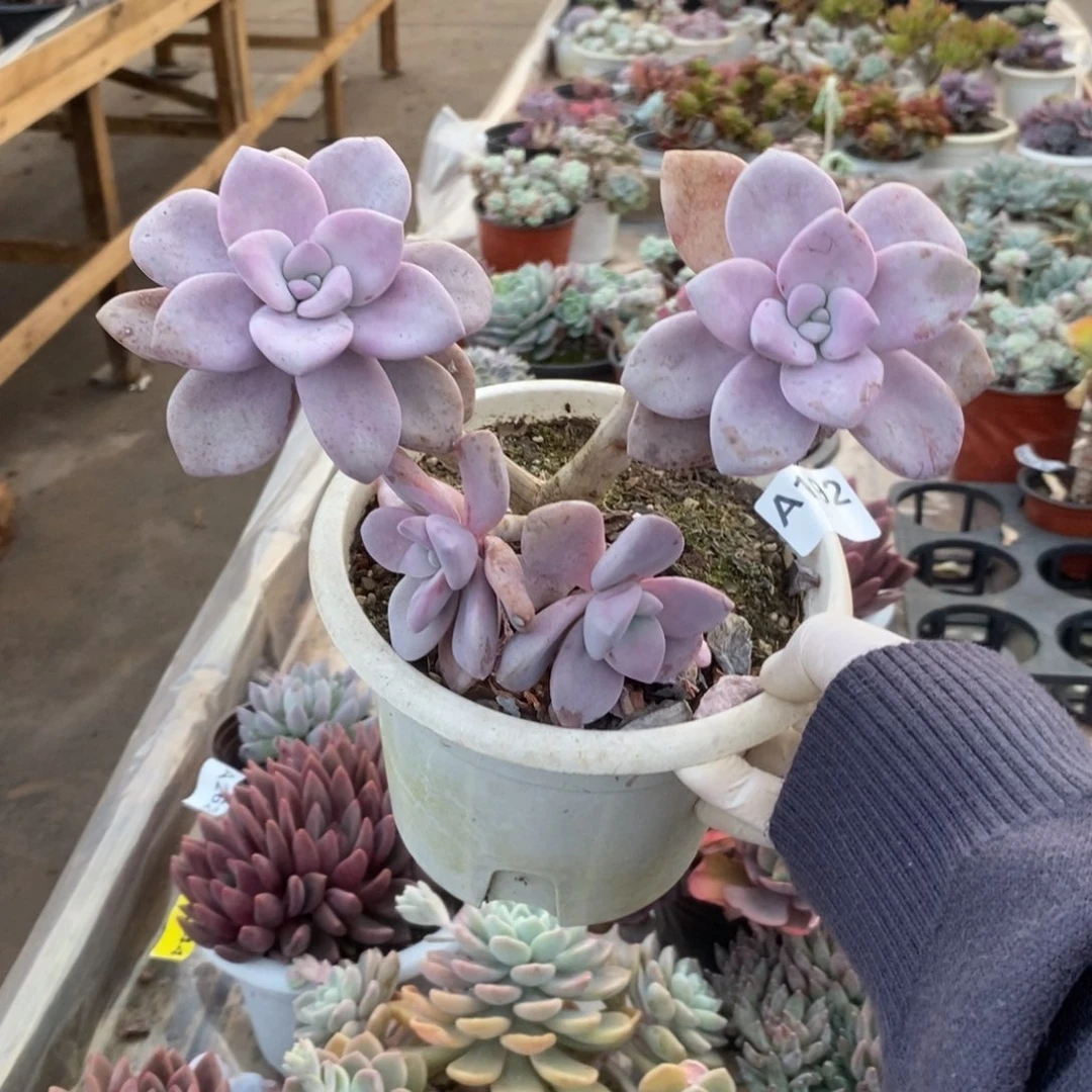 192桃霜老桩一物一拍