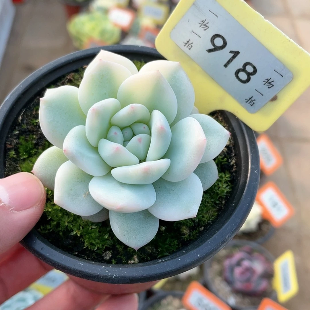 【闪购商品】918号