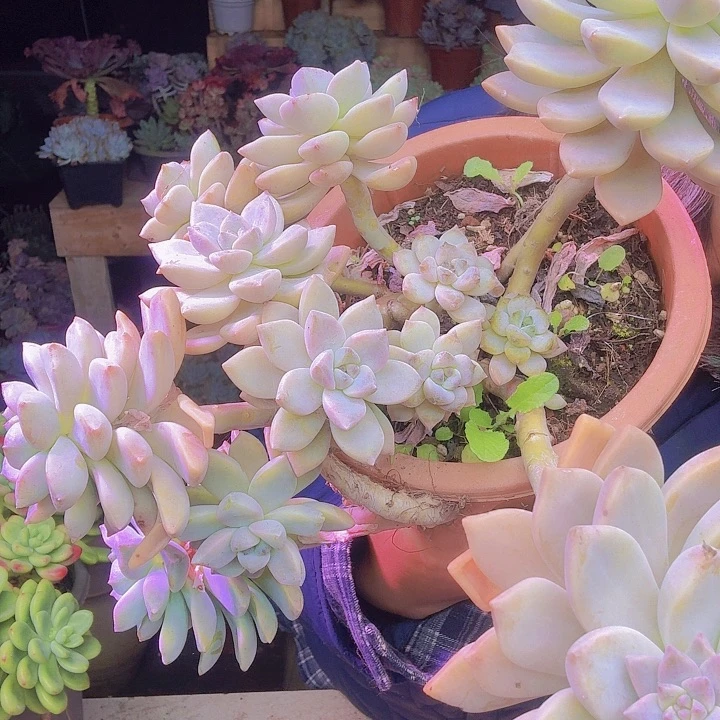 小****淡雪多肉植物好看福利