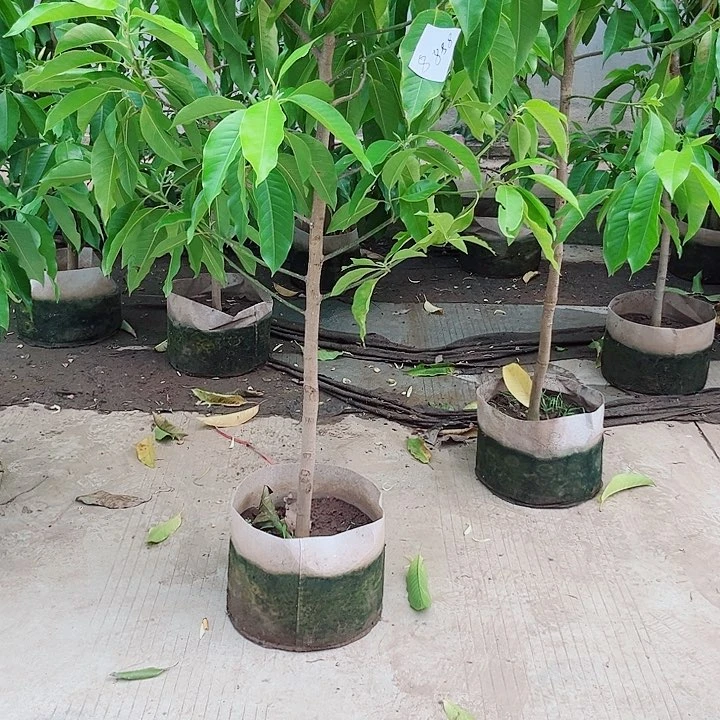 无花朵白兰花是真的好看