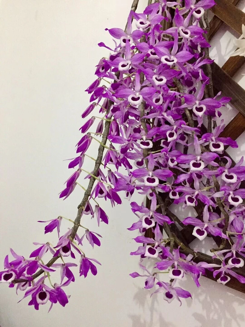 量拍喇叭唇石斛，泡花茶好喝