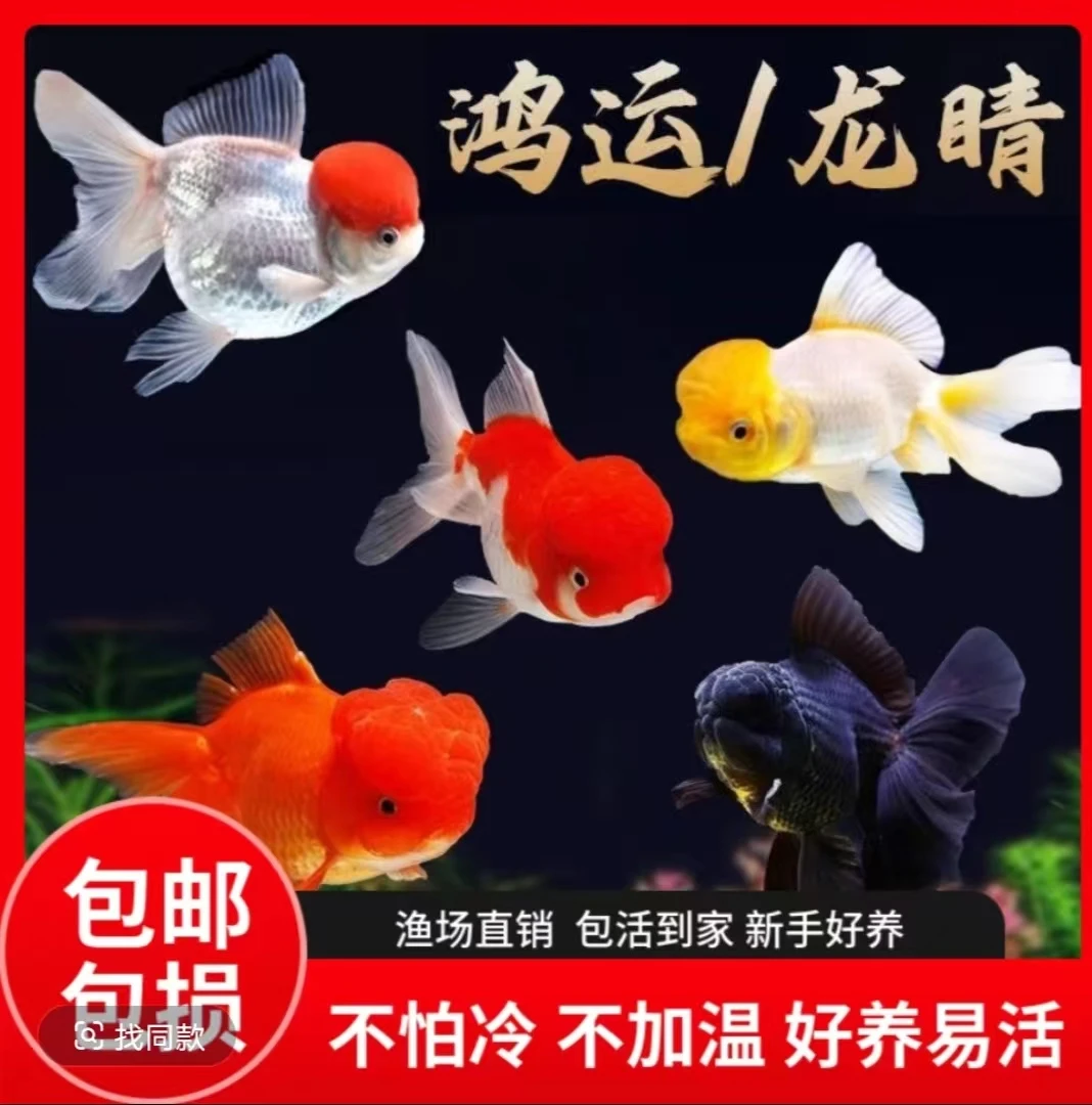 招财纳福冷水观赏鱼龙睛国狮金鱼好养耐活适合新手