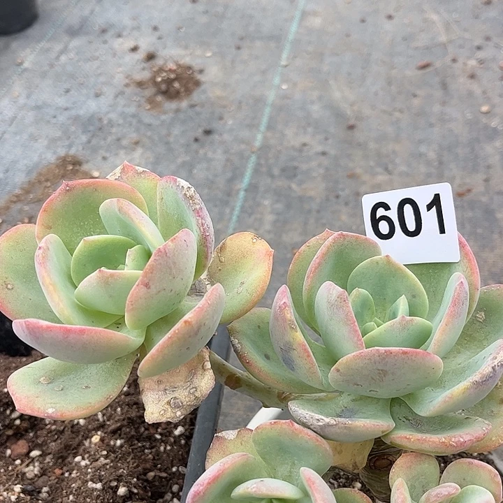 秋***语601不售后血凤脱土发货