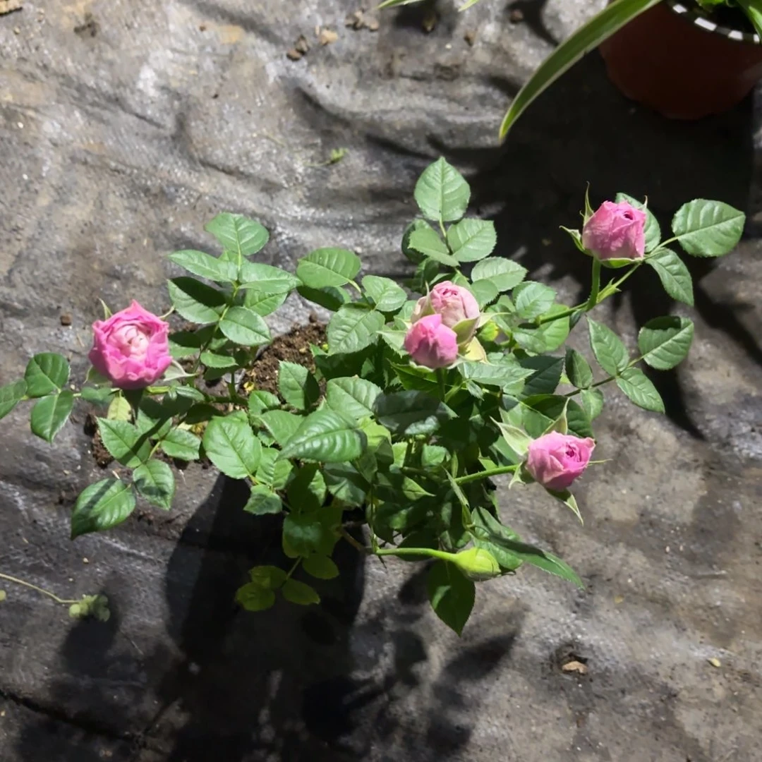 玫瑰花！新疆包邮福利款颜色不指定