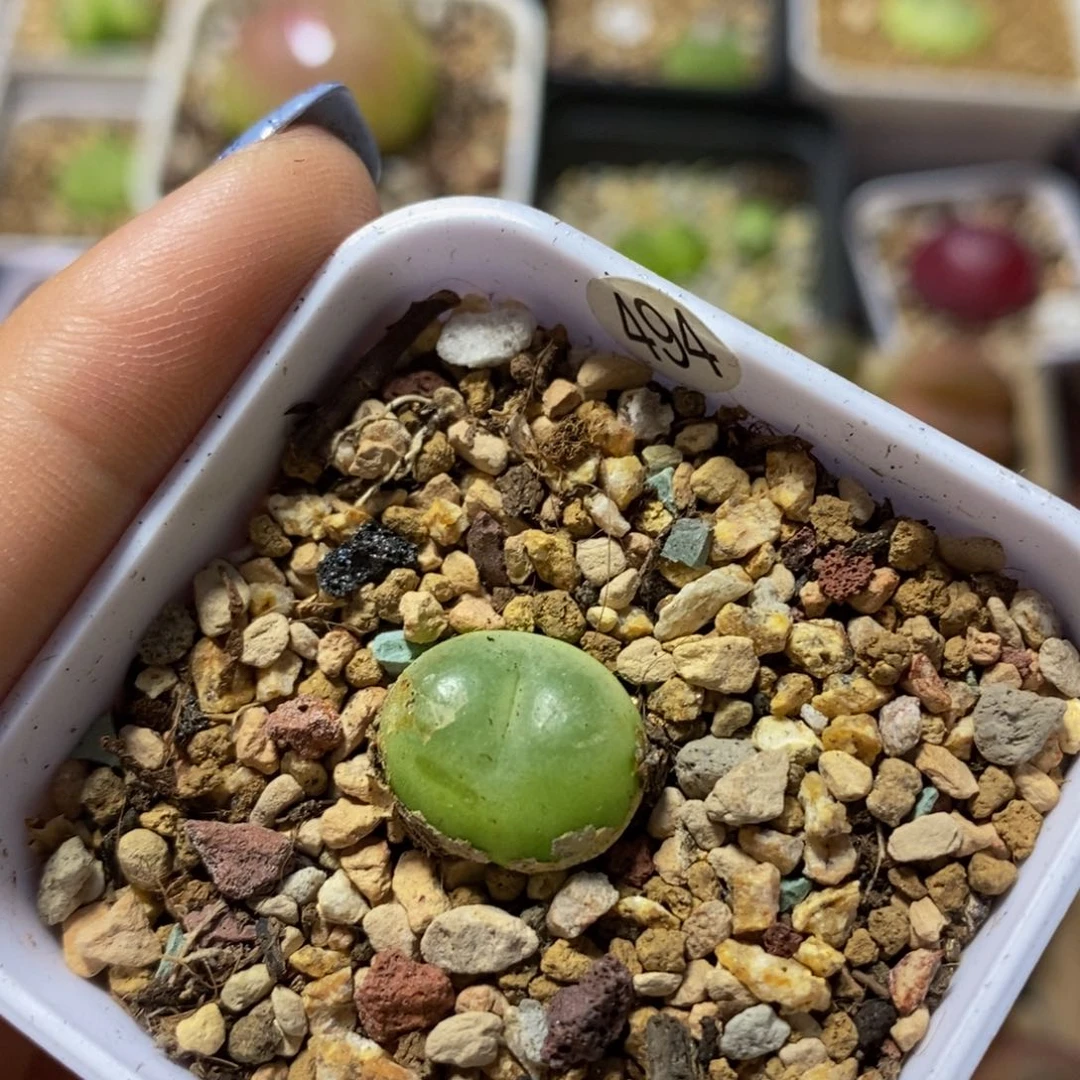 拉登（瑕疵）1.5cm多肉植物494