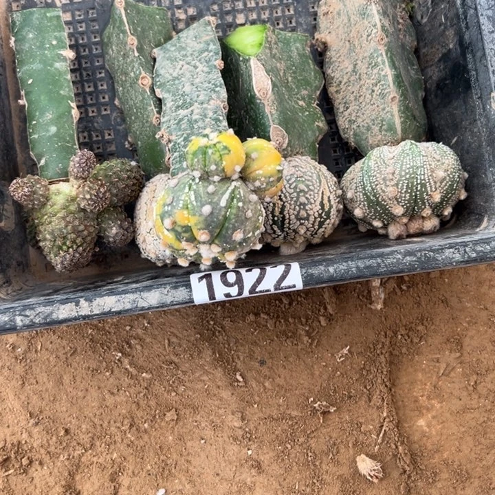 兜兜组合仙人球1922号