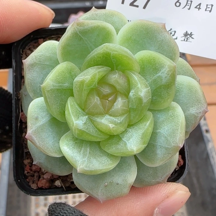 无尽灯无尽灯0604-127