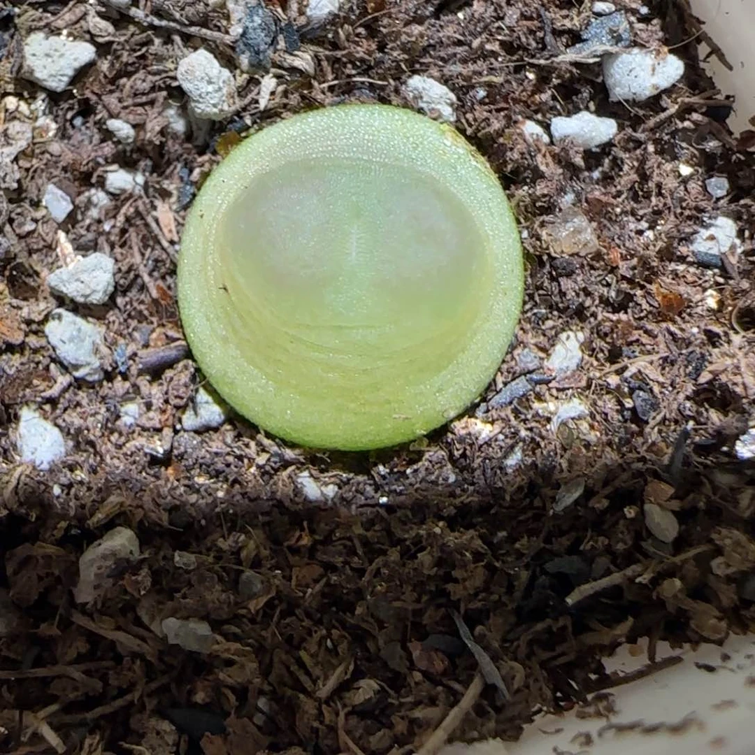 肉锥多肉植物百科3-日式拉登72