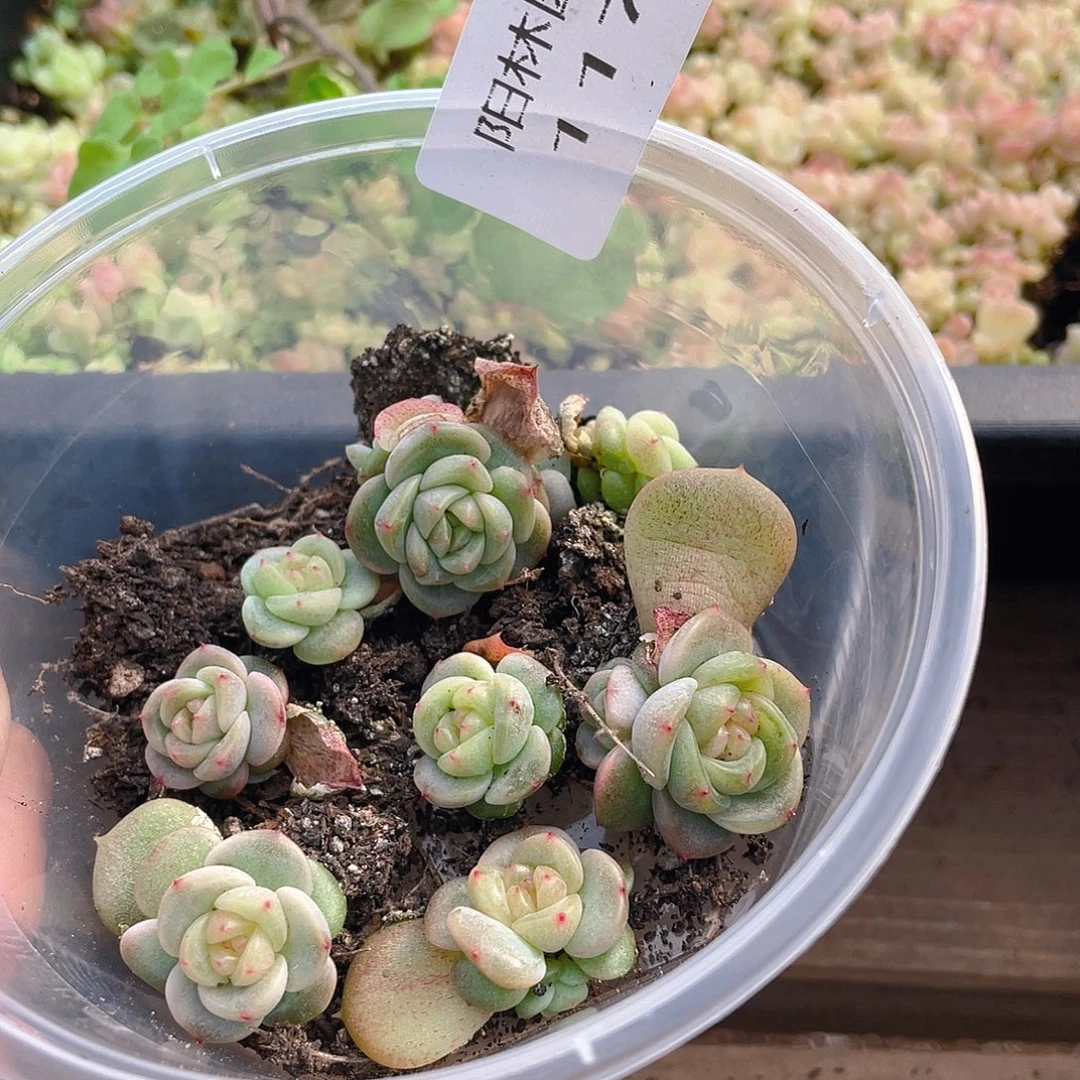 拉***西多肉植物多肉植物1174