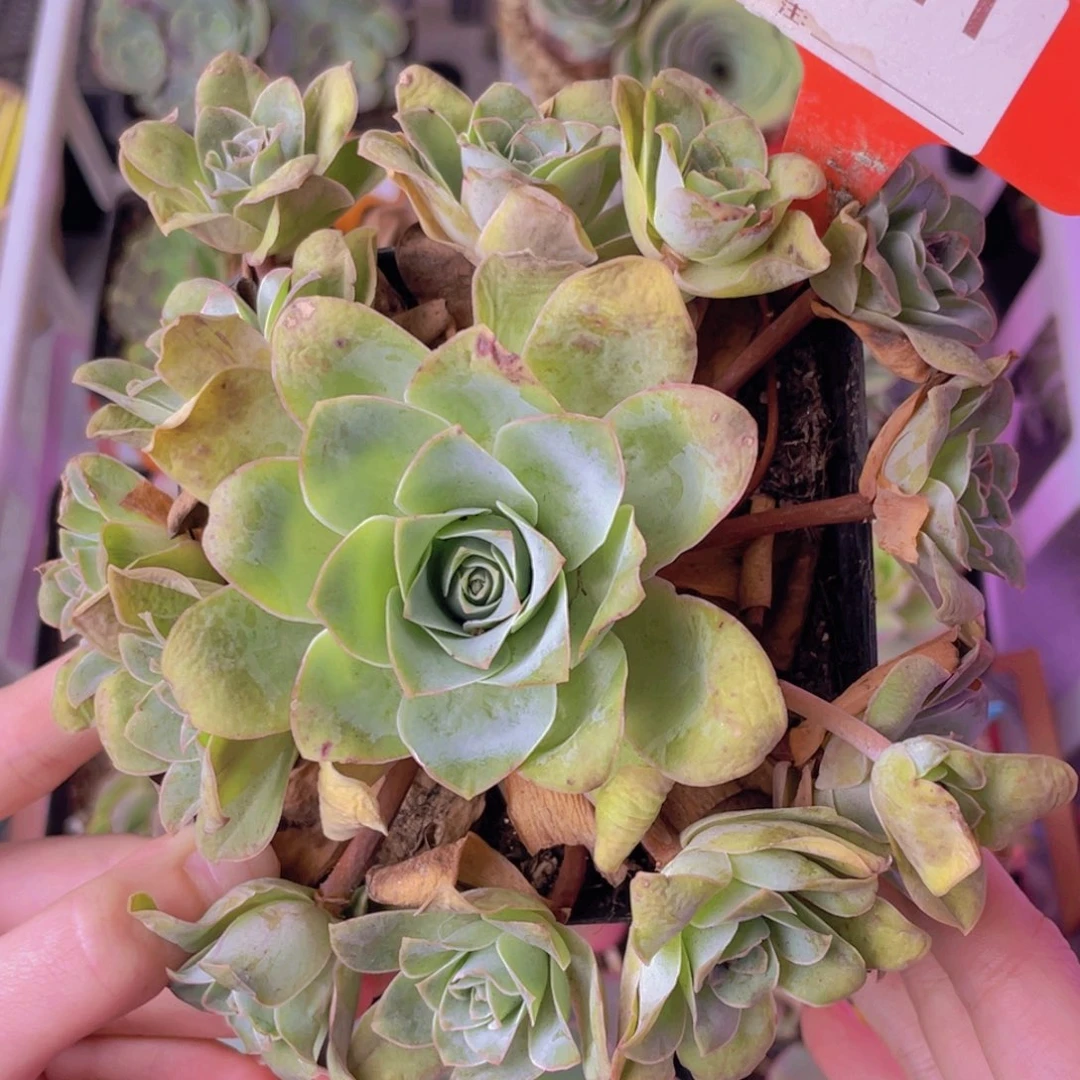 单品一物一拍411号山地玫瑰