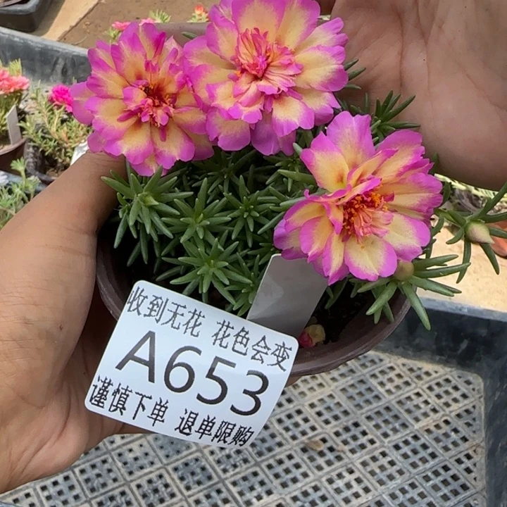 当前无花朵，栽培后可花朵A653超小苗盆口10cm