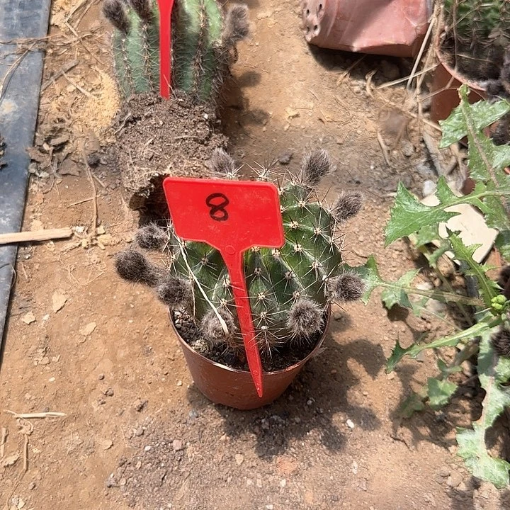 用****78号云端补10