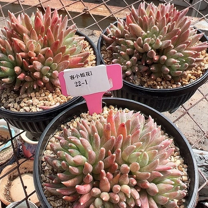 22.1炫彩带盆一个多肉