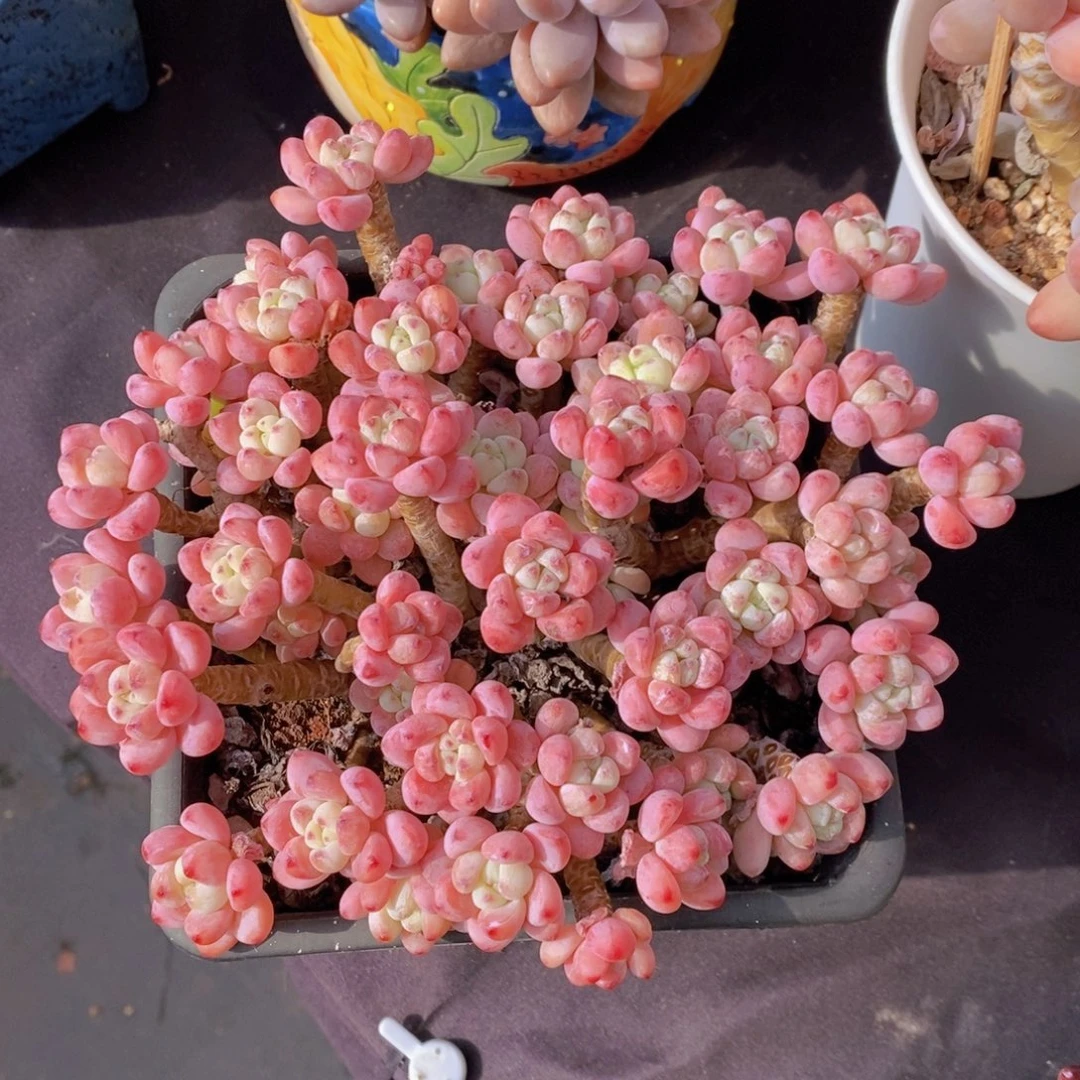罗琦 一物一拍 多肉