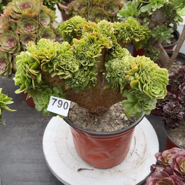 *****多肉植物绿羊绒缀790