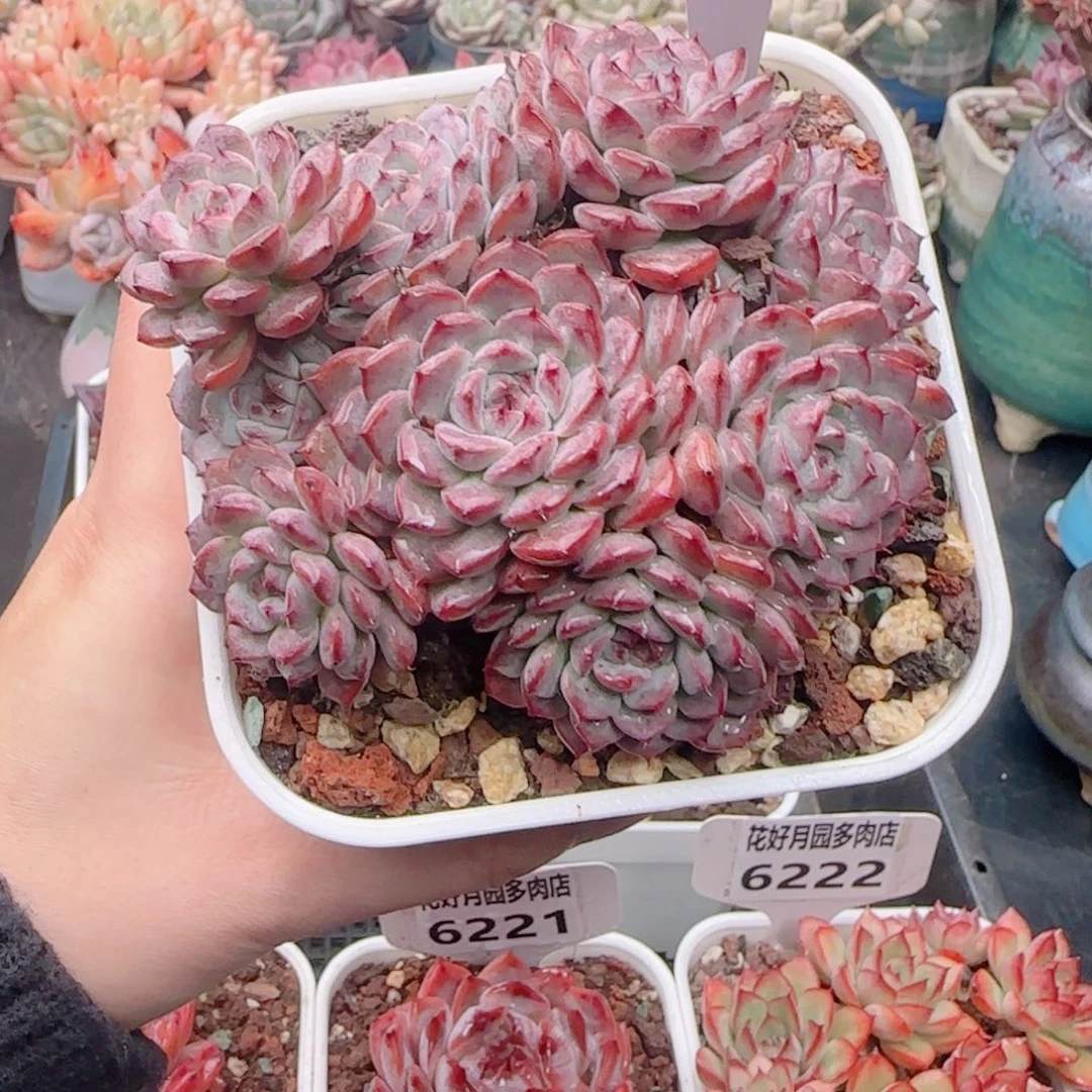 多肉植物6227姬莲