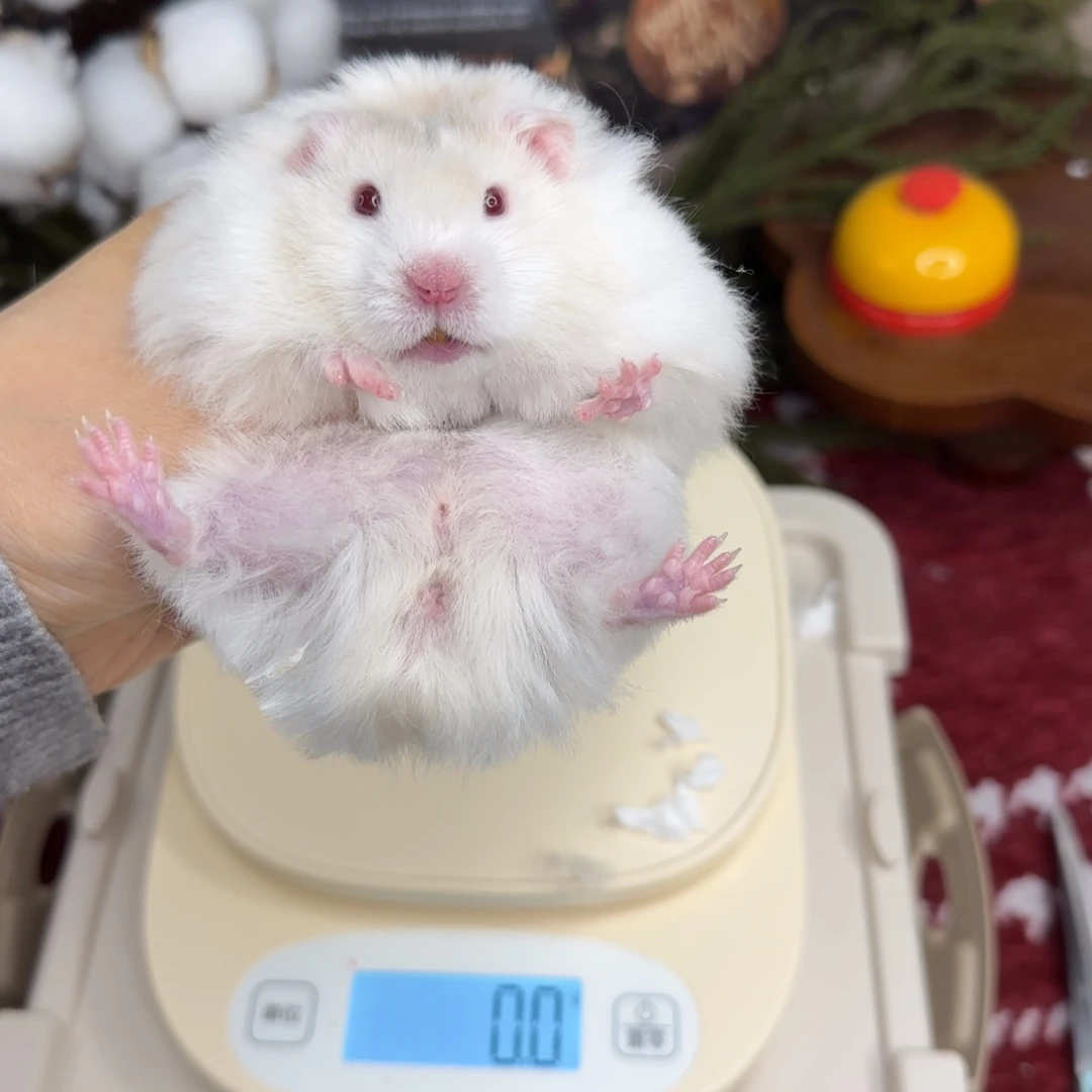 鸽灰波弟弟9.18生日