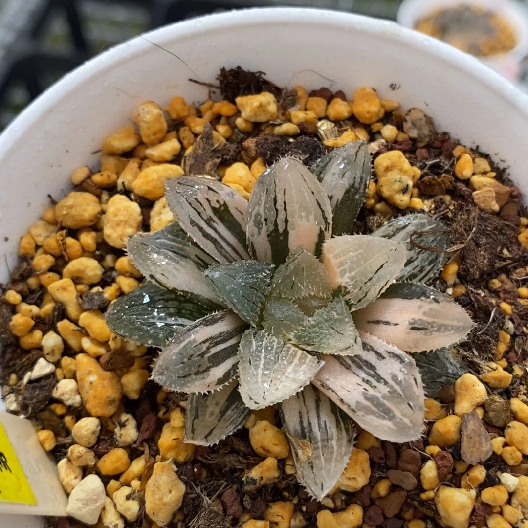 598魔刺玉露锦一物一图