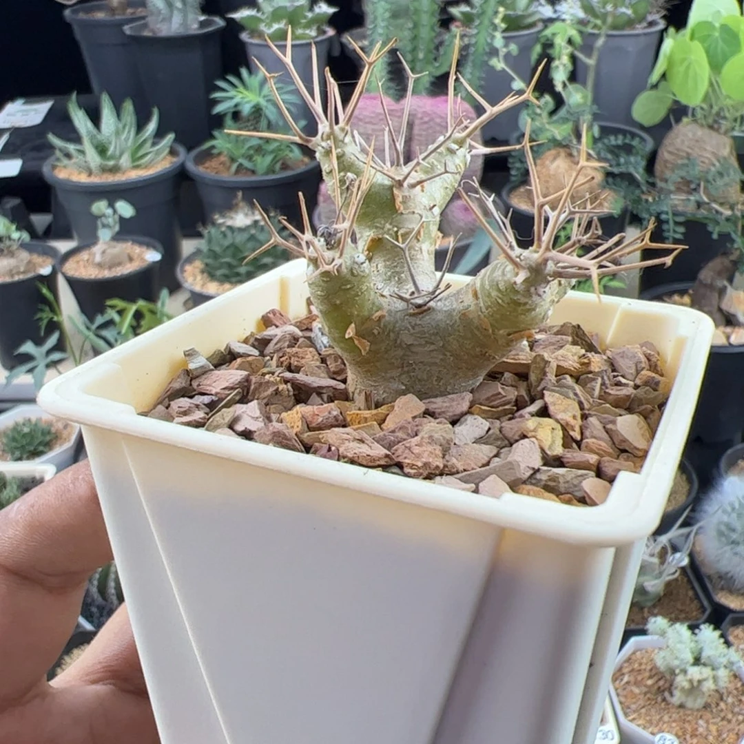 黑鬼殿厚敦菊一物一拍带盆发