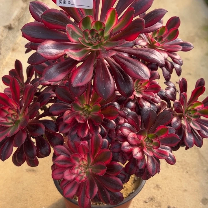 879香奈儿多肉25厘米左右