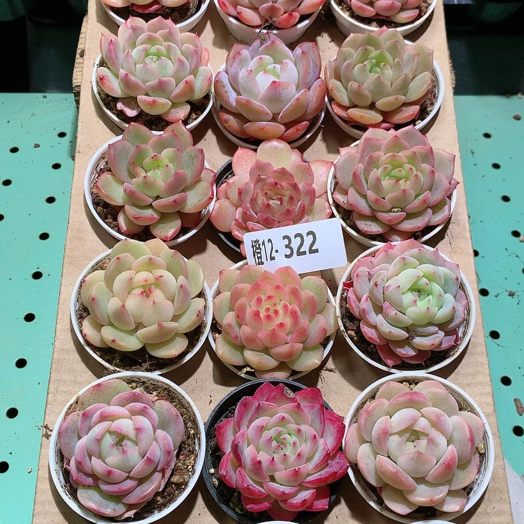 12-322一物一拍带盆18颗