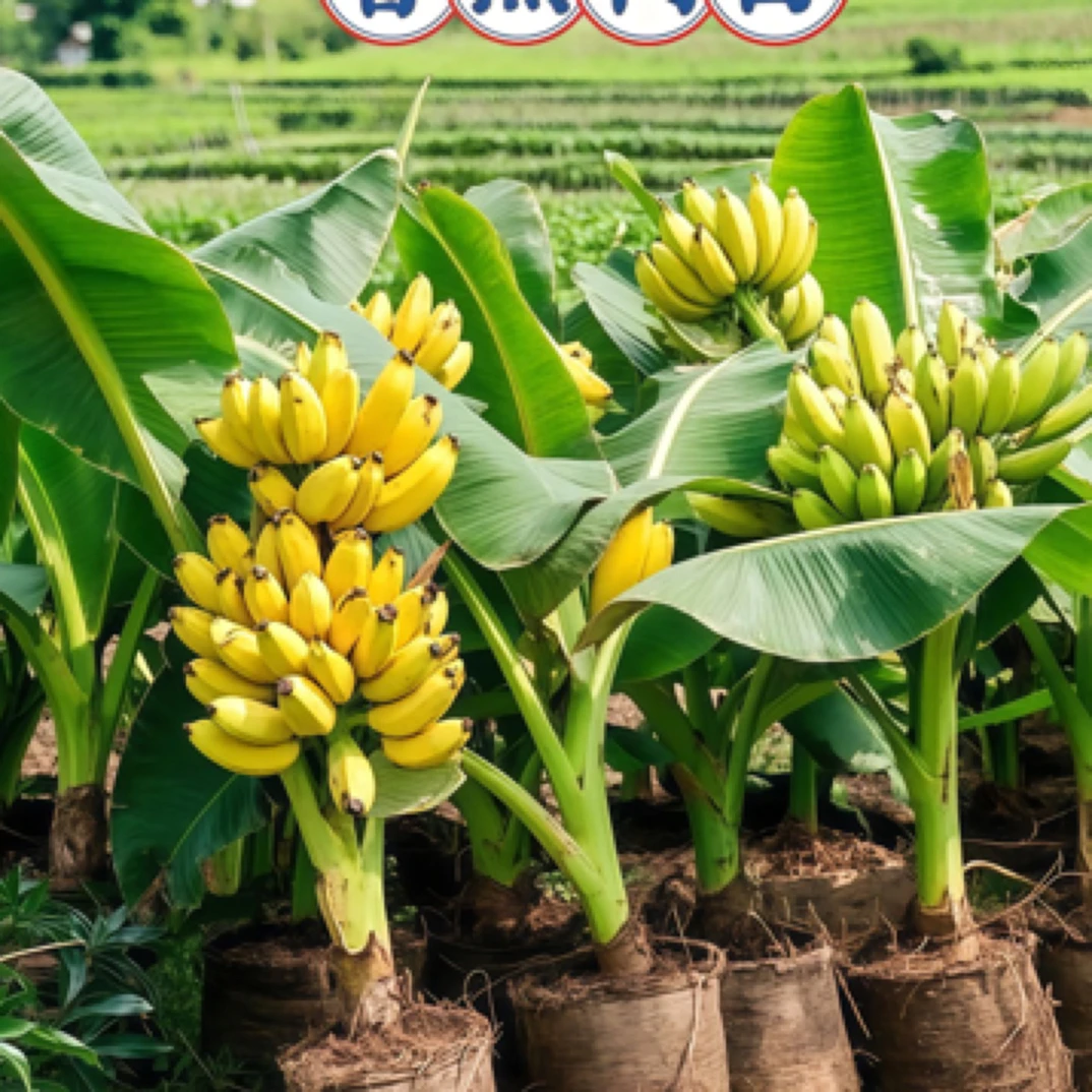 新品矮脚香蕉苗带土带叶发货香蕉树