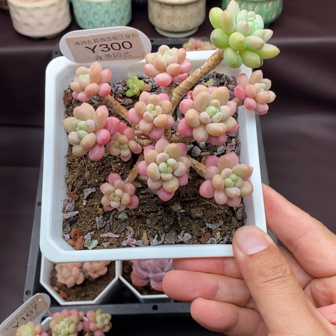 A***鱼0300 鱼子酱 12cm