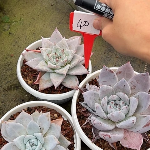 40祖母绿一个脱土