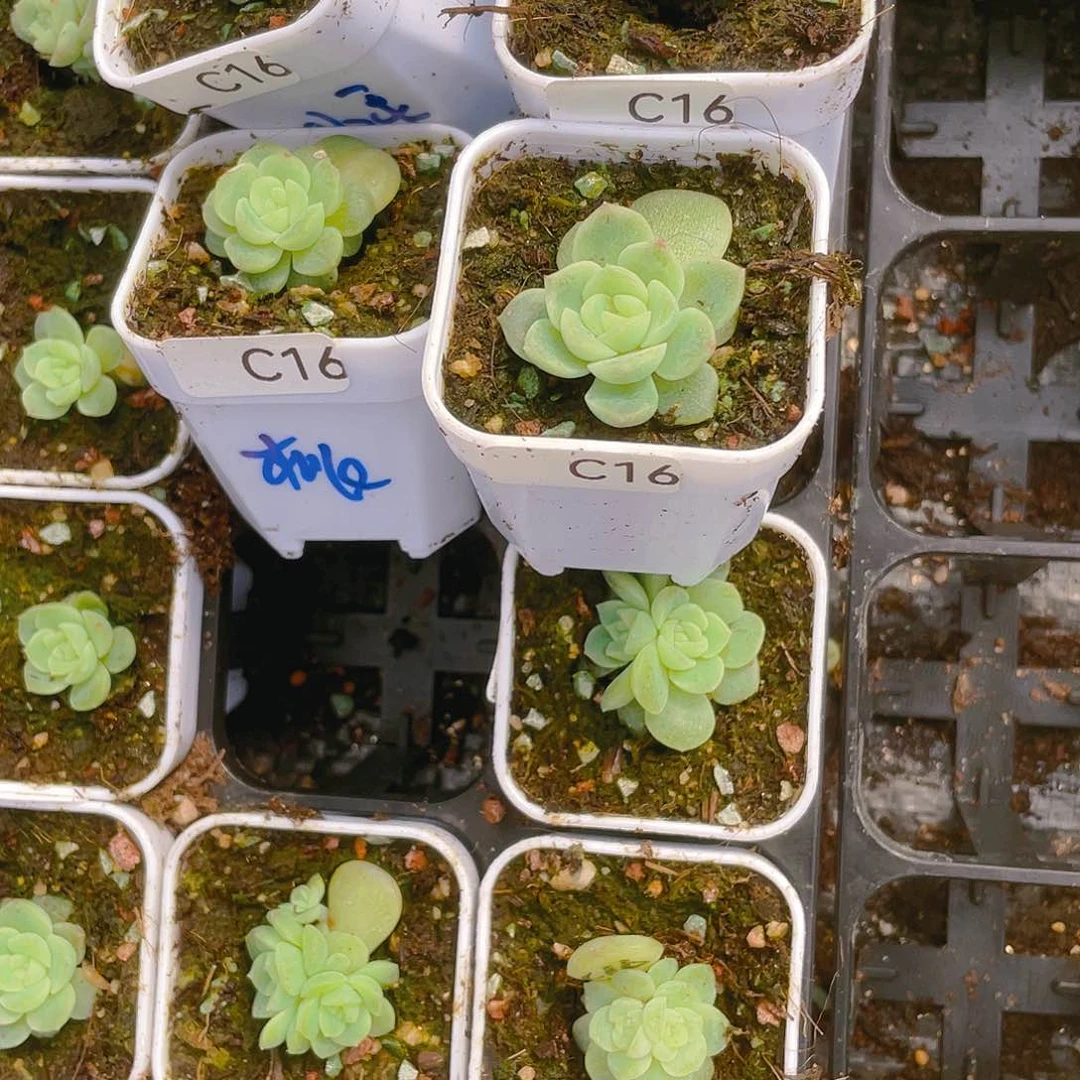 花****aC16 中苗盆一个满25包邮