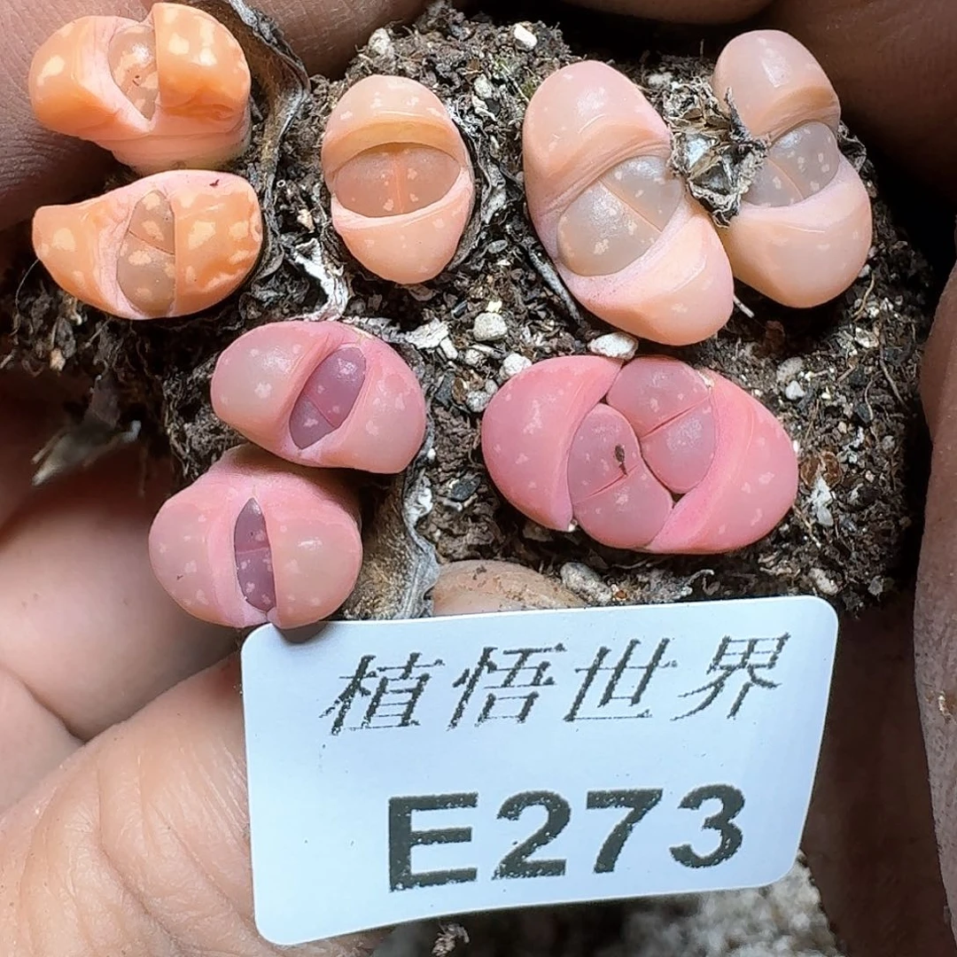 273个多肉植物哇c c