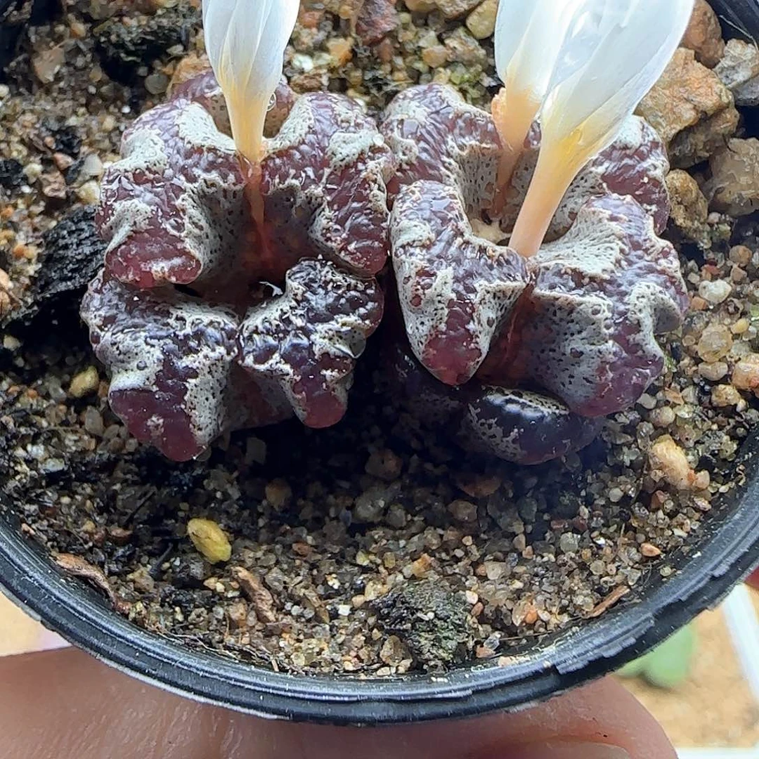 微***秋哈哈哈哈哈哈哈哈哈51589