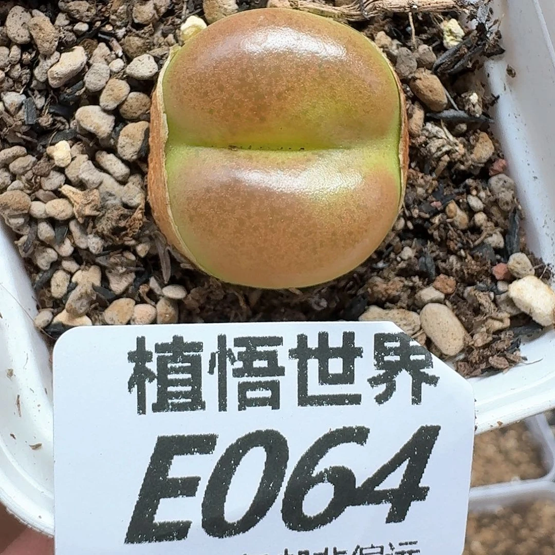 多肉植物的润泽额cg