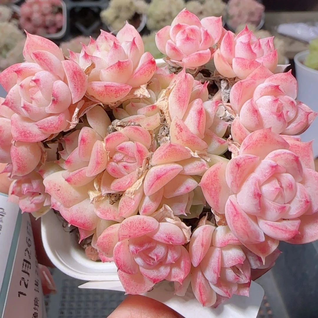 花语多肉1226-33麦秆